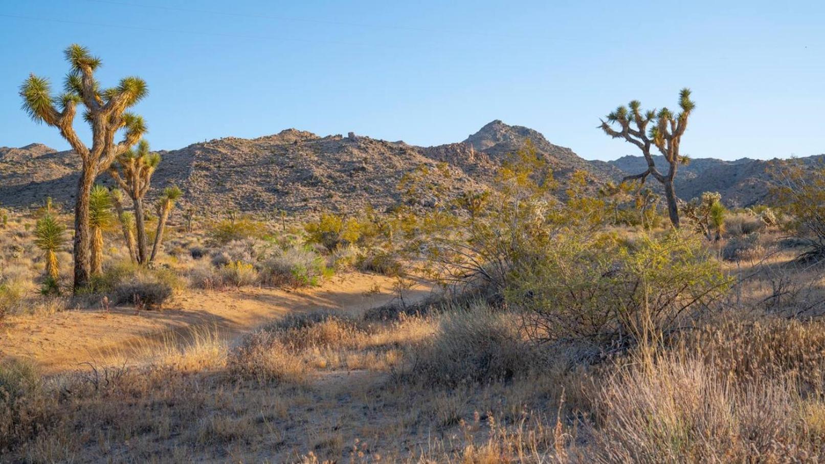 Experience Desert Serenity Gateway To Joshua Tree โจชัวทรี ภายนอก รูปภาพ